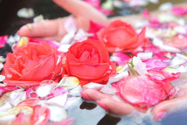 istock Female hands hold roses 1323047053