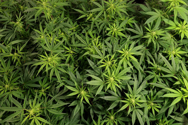 istock Top View group of Cannabis Sativa plants growing under LED lighting indoors. Closed Lab system light 24 hour.Selective Focus center.marijuana leaf grow inside closed system Laboratory 1323047486