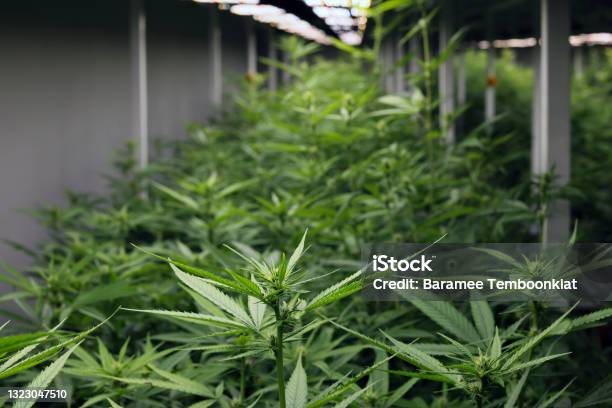 Medical Cannabis Sativa Plants Growing Under Led Lighting Indoors Closed Lab System Light 24 Hourselective Focus Centermarijuana Leaf Grow Inside Closed System Laboratory Stock Photo - Download Image Now