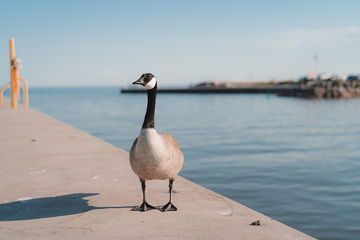 Canada Goose standing on a sunny day near the Lake Ontario
