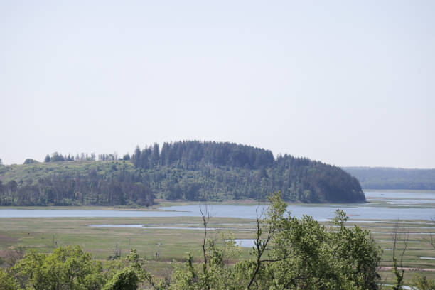istock Pine Covered Hill amidst Salt Marshes 1323050003