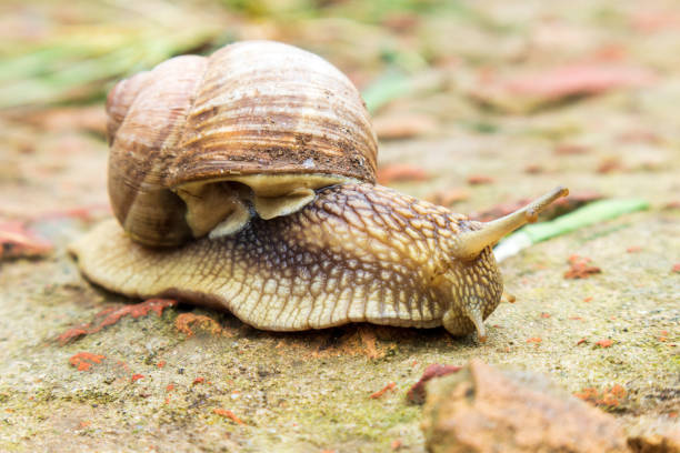Small garden snail in shell crawling on wet road, slug hurry home. Snail slug consist of edible tasty food coiled shell to protect body. Natural animal snail in shell slug crawling in big wild nature. pequeño caracol de jardín en concha arrastrándose por carretera mojada, prisa a casa. la de caracol consiste en alimentos comestibles sabrosos en espiral concha para proteger el cuerpo. caracol animal natural en de concha que se arrastra en la gran natu