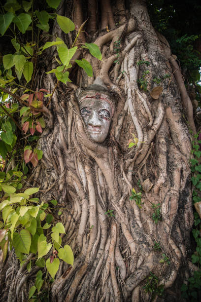 The face of a plaster statue is covered by tree roots in Savannakhet Province, Laos.