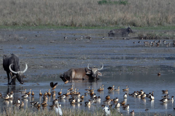 istock View of Pobitora Wildlife Sanctuary 1323055459