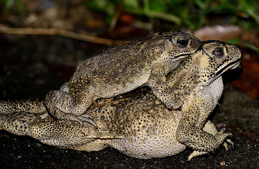 Common Toads Are Matting After The Rain