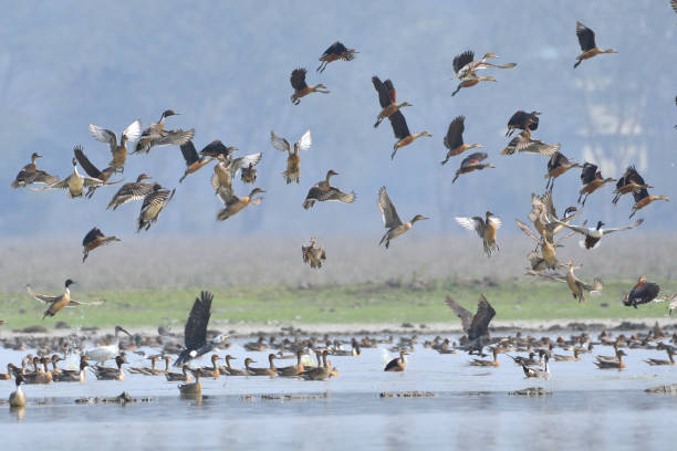 istock Flock Of Migratory Birds 1323057143