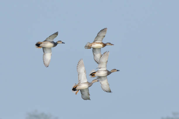 Gadwall Ducks Gadwall Ducks Are Flying In The Sky contributor stock pictures, royalty-free photos & images