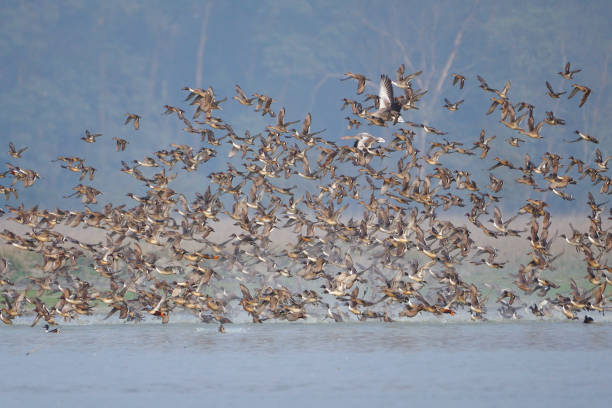 istock Flock Of Flying Birds 1323058170