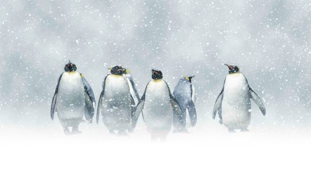 Penguins in the storm