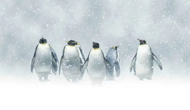 Group of penguins in the middle of a snowstorm at the pole.