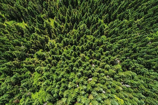 Aerial drone view of a planted spruce forest.