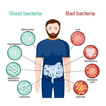 Good and bad bacteria. Poster about probiotics and health of intestines. Gut microbiota, or gut flora. Vector illustration