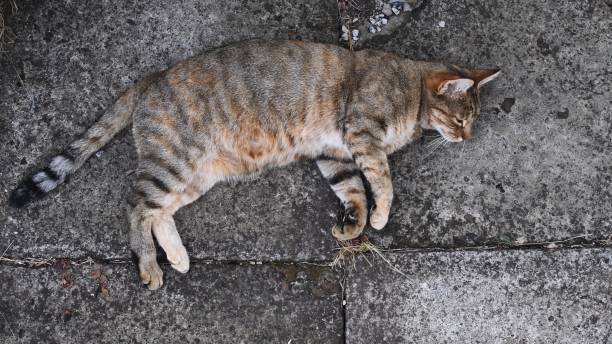 istock Tabby cat purr and nap while laying on grunge stone pavement 1323061221