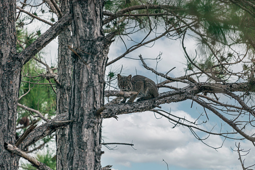 Florida Bobcat in a Pine Tree in the Merritt Island Wiodlife Preserve on Florida's east coast.
