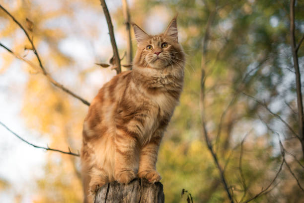 istock A big red maine coon kitten sitting on a tree. 1323062233
