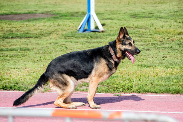 istock A police sniffing dog at the training. 1323062261