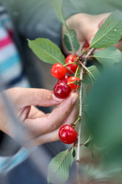 istock Female hand picking cherries from branch in garden 1323062283