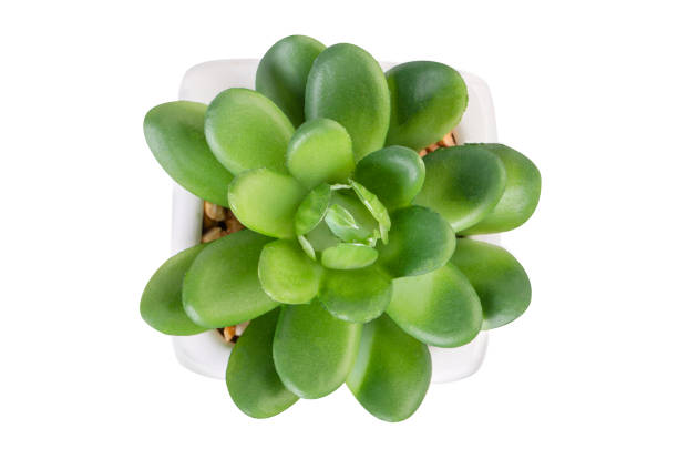 istock One mini succulent plant in a white flowerpot 1323062458