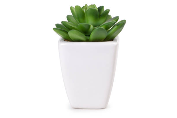 istock One mini succulent plant in a white flowerpot 1323062459