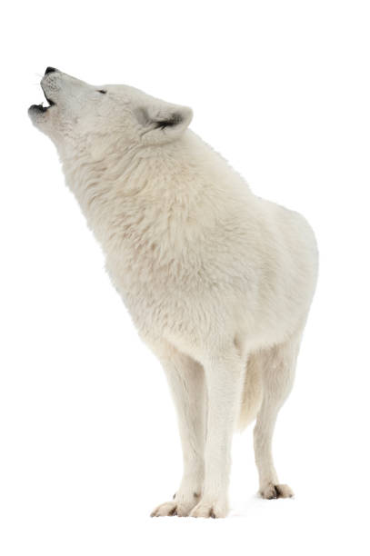 istock howling white arctic wolf in winter isolated on white 1323063714