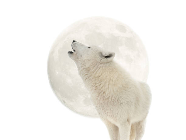 istock Arctic wolf howling at the moon isolated on white 1323063729