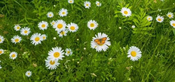istock wild daisies flowers 1323064519