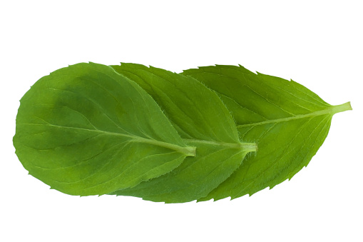 fresh green mint leaves isolated on white background, top view.