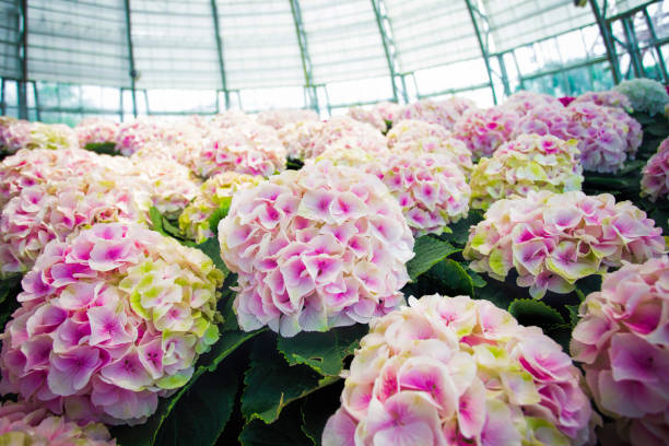 Flower garden of white hydrangeas pink shade