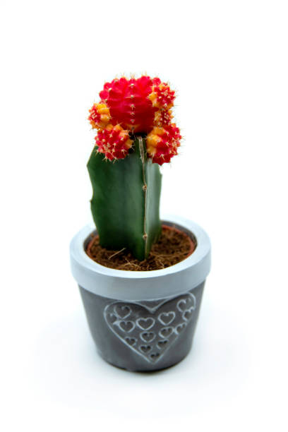 istock Red grafted Moon Cactus Gymnocalycium Mihanovichii 1323068246
