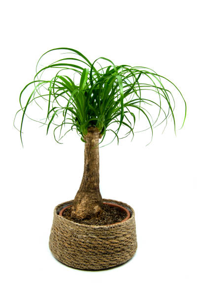 istock Beaucarnea Recurvata isolated on white background 1323068249