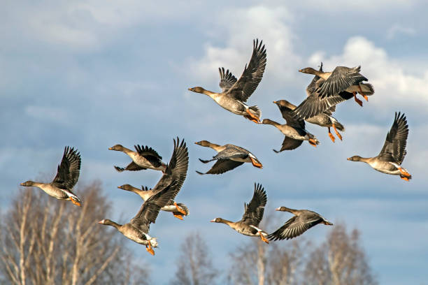 istock A flock of geese flying on the spring sky. 1323069793