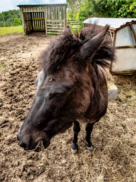 istock Bad Hair Day Shetland Pony. 1323069941