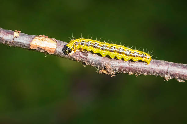 istock Box tree moth caterpillar, Cydalima perspectalis, closeup feeding 1323071322
