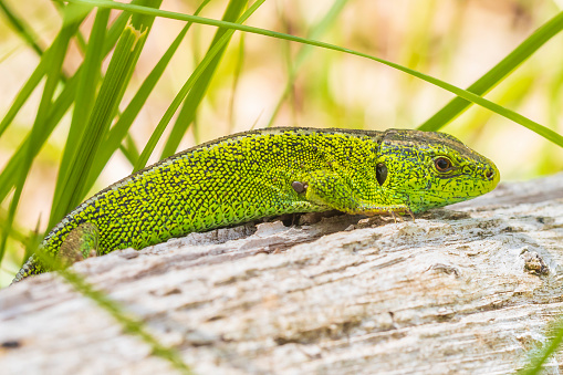 Sand lizard, Lacerta agilis, green male. Heating in the sun, resting on wood in a forest