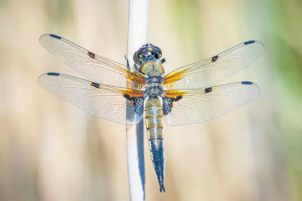 Photo of Close-up of a four-spotted chaser Libellula quadrimaculata dragonfly cool concept