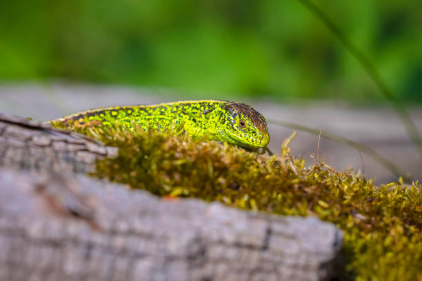 istock Sand lizard, Lacerta agilis, green male 1323071394
