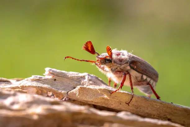 Photo of Forest cockchafer, melolontha hippocastani, foraginging on a wooden tree log