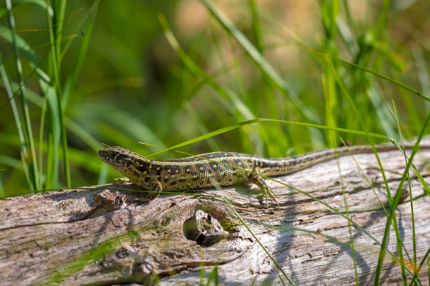 istock Sand lizard, Lacerta agilis, green male 1323071400
