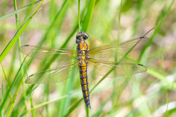 istock Female Black-tailed skimmer, Orthetrum cancellatum, closeup 1323071430