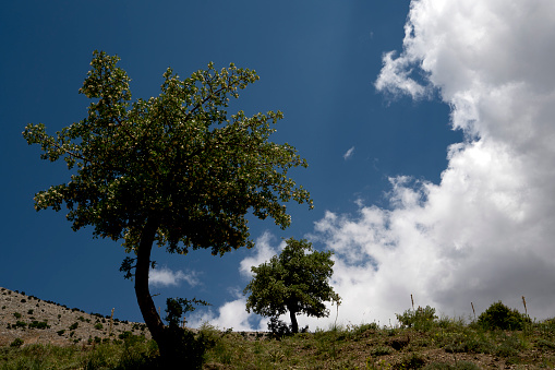 Two trees towards the cloudy sky in Turkey