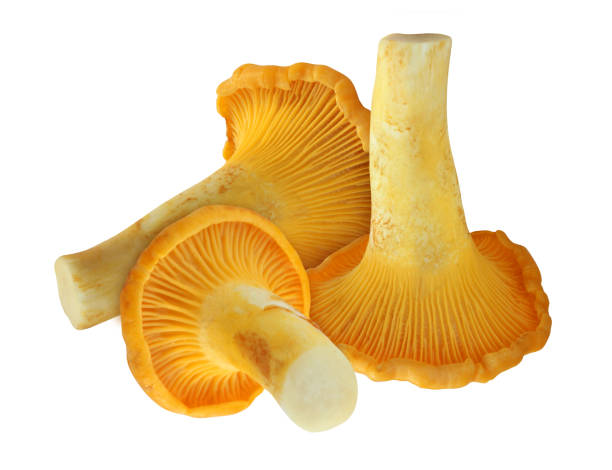 istock Chanterelle mushroom isolated on white background. 1323073278