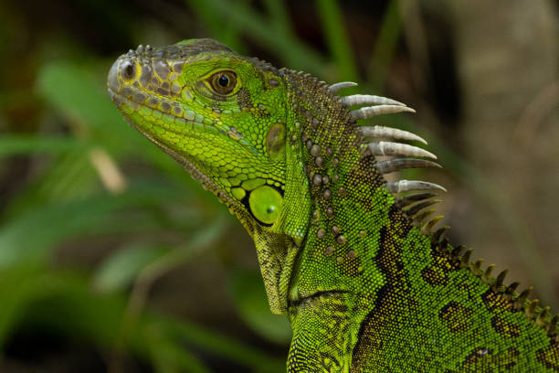 Florida based Green Iguana stock photo