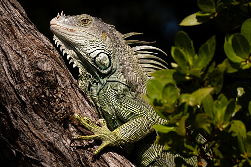 Green Iguana in Key Biscayne, Florida