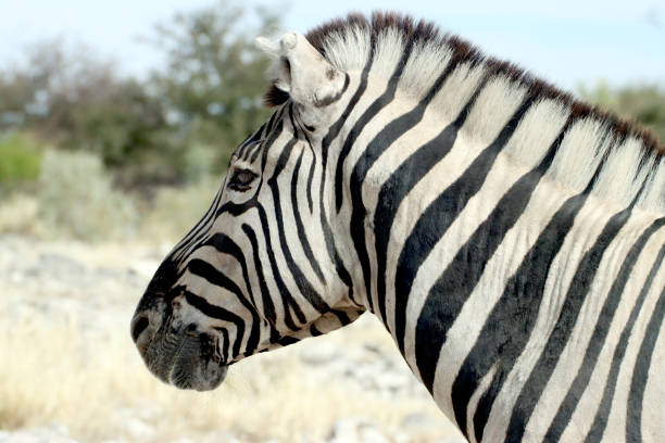 ナミビアの野生のシマウマのクローズアップ。動物や野生動物の写真。黒と白。エトーシャ国立公園。 - anticipation outdoors close up nobody ストックフォトと画像