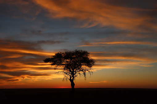 Beautiful acacia tree during sunset in Namibia. African landscape photography. Orange sun and silhouettes of a tree with some clouds.