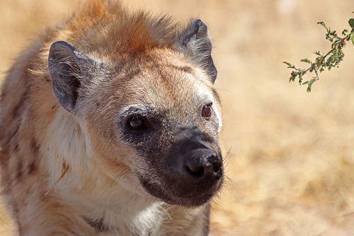 Close-up of a wild spotted hyena in the Namibian desert. African wildlife photography.