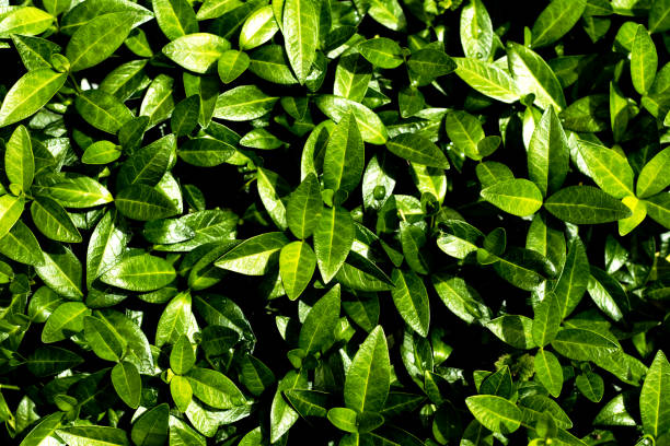 istock Small green leaves with rain drops - green background 1323074409
