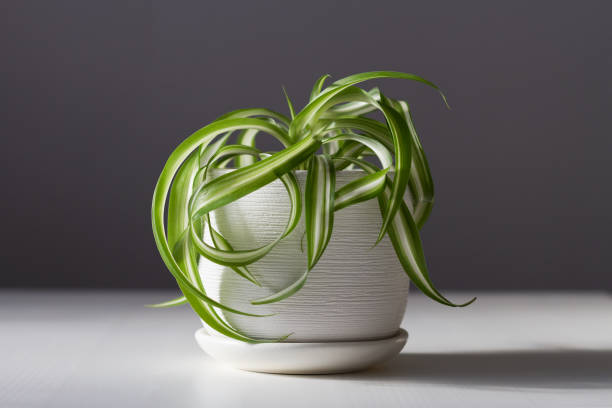 Small Chlorophytum in a white flowerpot Small indoor plant Chlorophytum or Spider plant in a white flowerpot on a white wooden table spider plant stock pictures, royalty-free photos & images