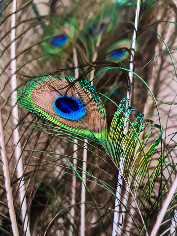 Peacock feather in a close up picture with another peacock feather in the background