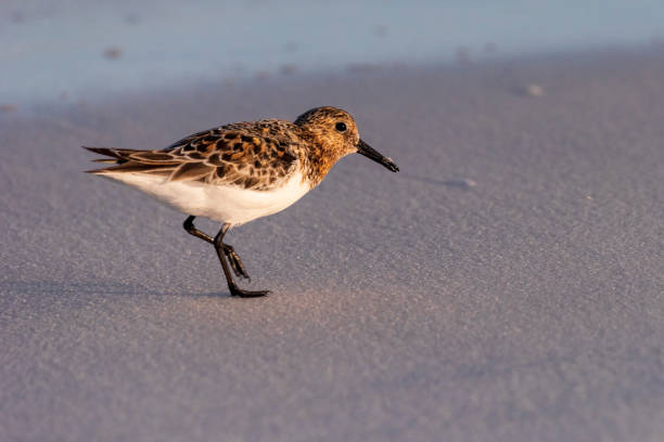 istock Sandpiper at Gulf Island National Seashore 1323075874